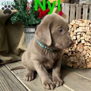Nyl, Silver Labrador Retriever Puppy